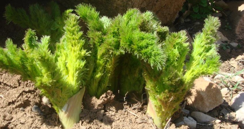 Kelussia odoratassima